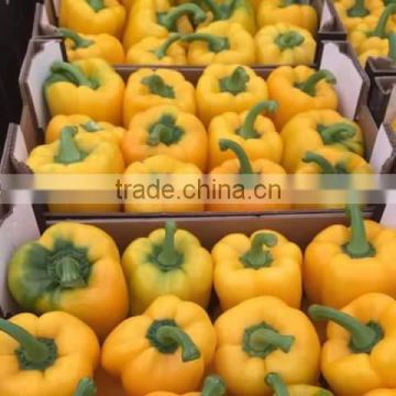 FRESH SWEET PEPPER / BELL PEPPER +84963818434 whatsapp