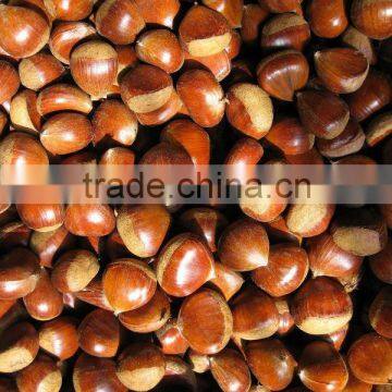Chestnut for Jordan