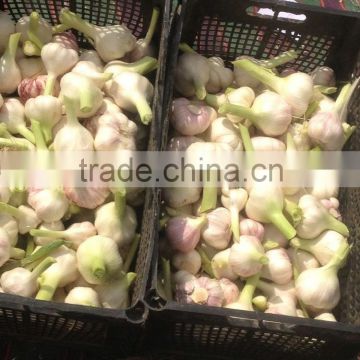 Garlic from Egypt, (Pure white- normal white- purpule)