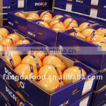 Chinese fresh fruit shaddock pomelo price