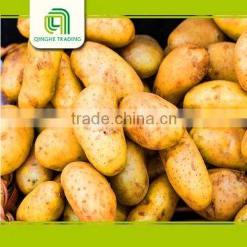 Good Brand Fresh Dutch Potato