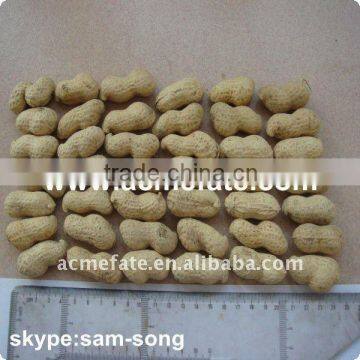 Raw Peanut in Shell