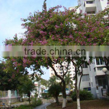 Blooming Bauhinia Variegata L of Outdoor Decorative Ornamental Landscape Plants