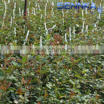 Quality Fresh Cut Flower in China /design Roses/jasmine/decorative Natural Flowers photo-5