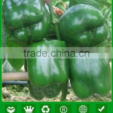 MSP01 Nanjing Newly hybrid sweet pepper seeds, lantern pepper seeds price