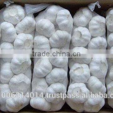 Fresh White Garlic Crop 2016 photo-6