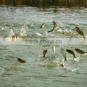 Fish Farms/Fish Feed Machine photo-5