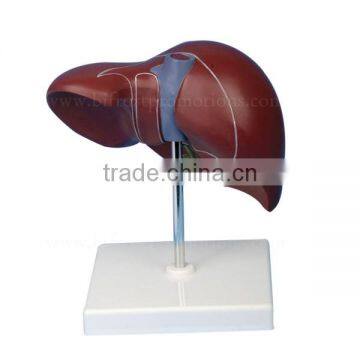 Life-Size Liver Anatomic Human Organs Model photo-2