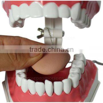 Handmade Plastic Dental Jaws Human Teeth Model photo-3