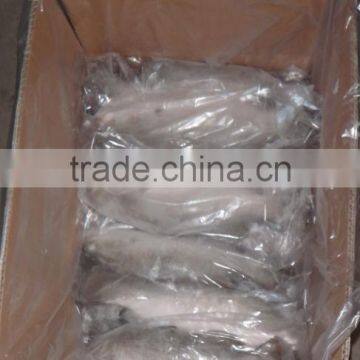 Asian Sea Bass Lates Calcarifer Barramundi photo-4