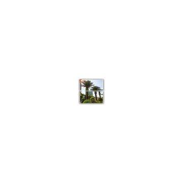 2016 Artificial Date Palm Tree For Swimming Pool Decoration photo-2
