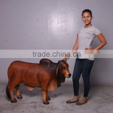 Definitive Brahman Looking Right photo-5