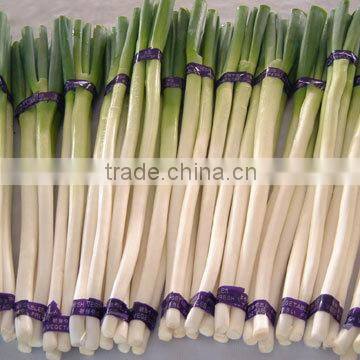 Fresh Welsh Onion photo-2