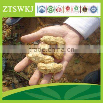 Syper peanut seed for sand soil