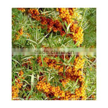 Factory Direct Provide Health Care Food Seabuckthorn Fruit Oil Capsules