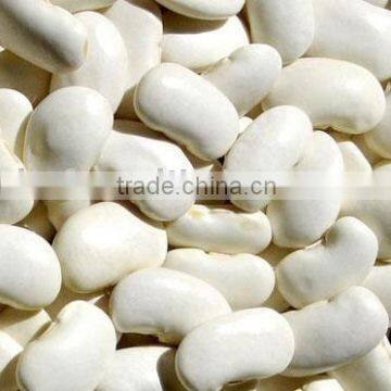 large white kidney bean/big white kidney bean