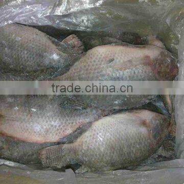 frozen fish whole round gutted scaled tilapia wholesale price