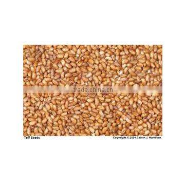 Teff ORGANIC Grain High Quality