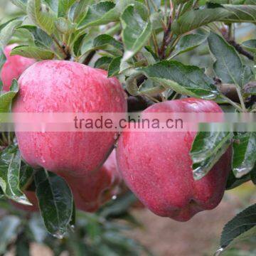 China good price Huaniu apple with best price