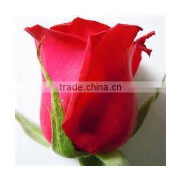 Natural Rose Flower photo-3