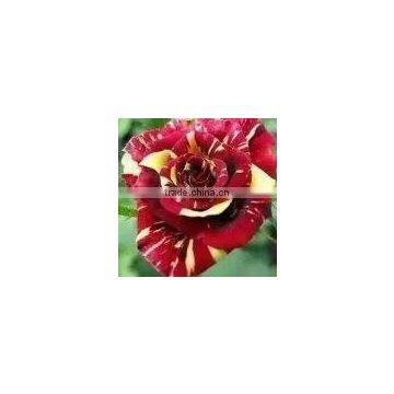 Indoor and outdoor plants multi color Rose