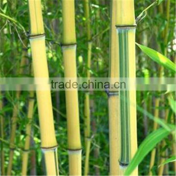 yellow groove bamboo seedling