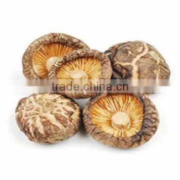 Golden oak mushroom lentinus edodes shiitake mushroom price