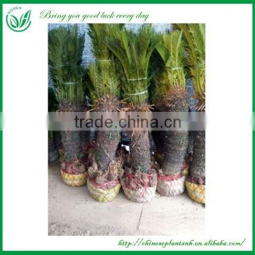 Cycas Revoluta For Sale