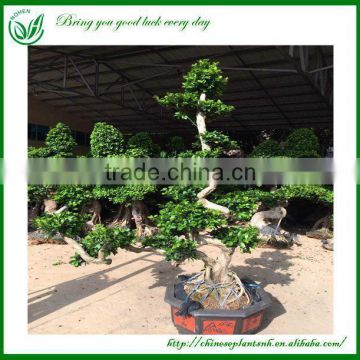 S Shaped Ficus Microcarpa