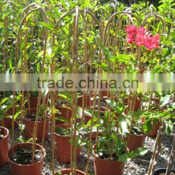 Eco-friendly Natural Twig Bamboo Cane Stake Arbors Trellis