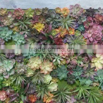 Home and outdoor decoration synthetic cheap artificial vertical green succulent grass wall E08 0409