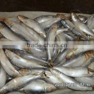 IQF frozen fresh light caught Sardine for tuna bait offer from China