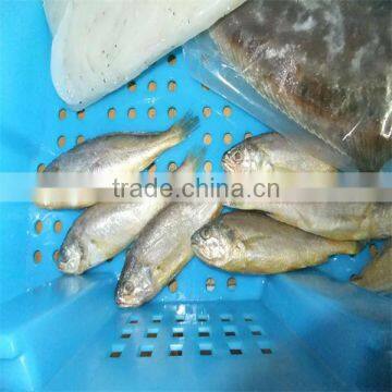 frozen yellow and silver fish food with cooking whole fish