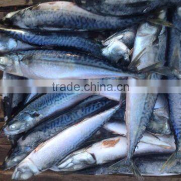 Sea Frozen Pacific Mackerel photo-2