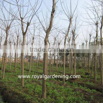 Delonix Regia Project Trees photo-2