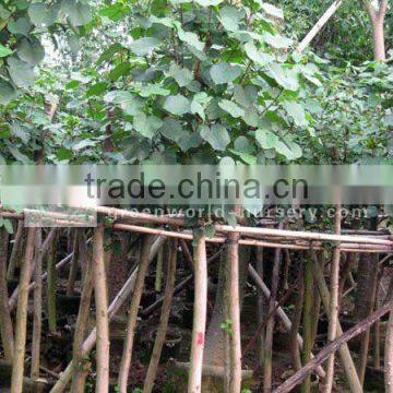 Hibiscus tiliaceus potted outdoor plants