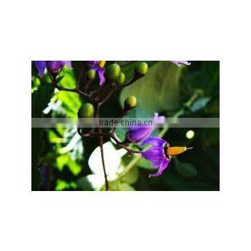 Belladonna Extract photo-2