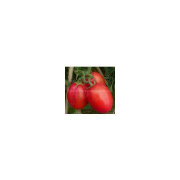 tomato seed supply