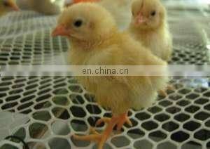 XINHAI Factory Product HDPE Plastic Flat Mesh/Farming Plastic Net