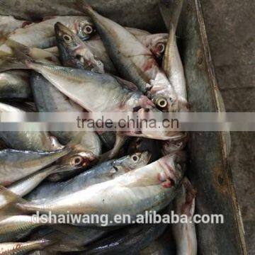 Frozen B Grade Trachurus Japonicus for Feeding photo-3