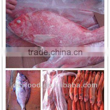 red fish frozen red snapper