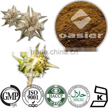 100% Natural Tribulus Terrestris Fruit Extract 20%-98%UV Tribulus terrestris L