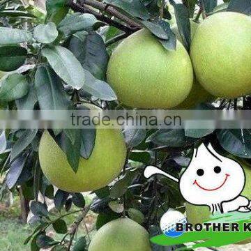 Sweet pomelo in large quantity low price fruit