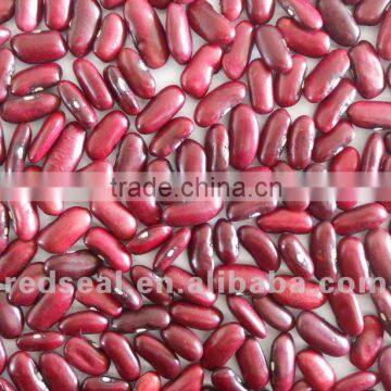 New crop dark red kidney beans