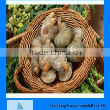 high quality frozen live short necked clam