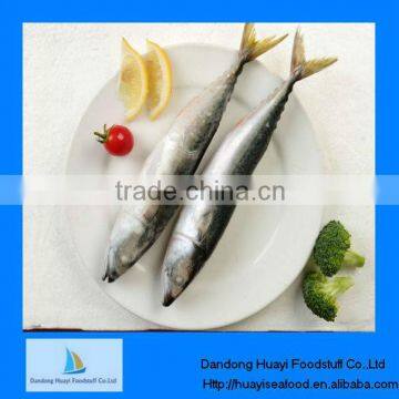 Frozen Mackerel Pacific Horse Mackerel