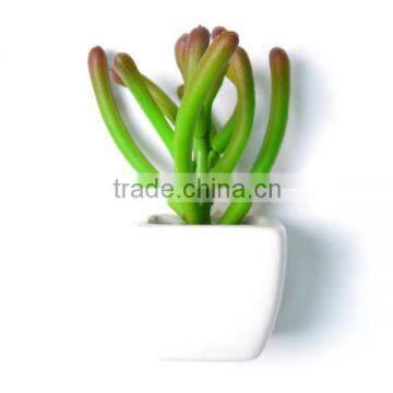 Artificial Succulent With Special Shape and Mixed Color