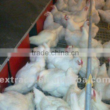 automatic chicken nest