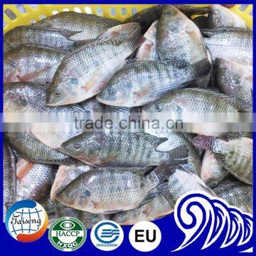 Frozen Tilapia Wholesale Price photo-2