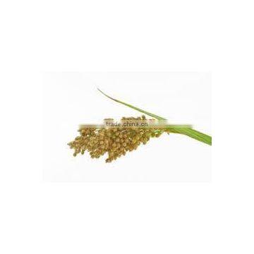 FRESH QUINOA photo-5